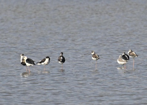 セイタカシギ2437