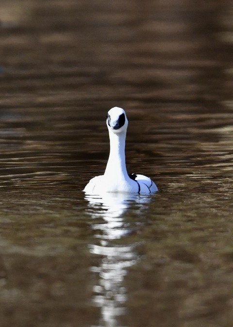 ミコアイサ♂7757