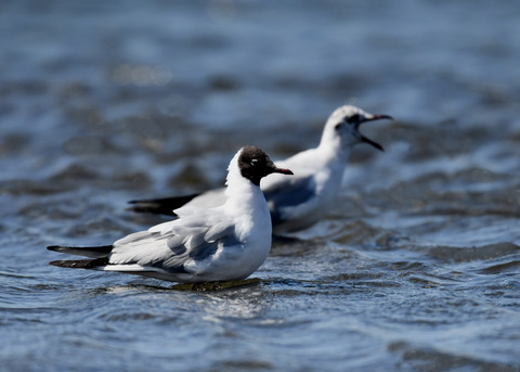 ユリカモメ夏羽9119