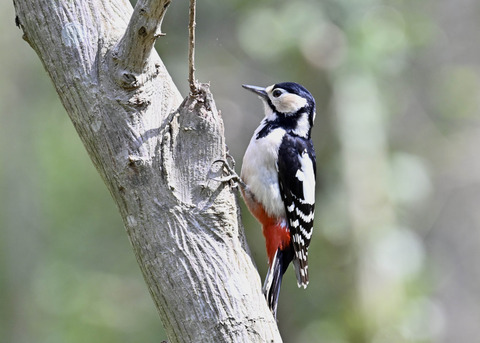 アカゲラ♀5279