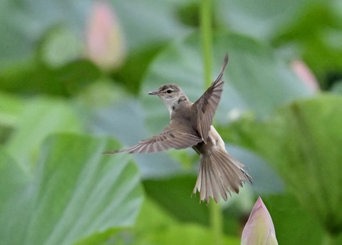 オオヨシキリ9219