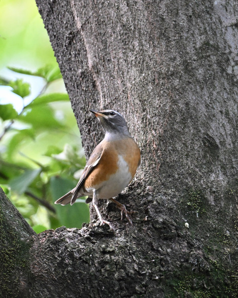 マミチャジナイ9872