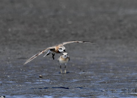 飛ぶ・メダイチドリ2642