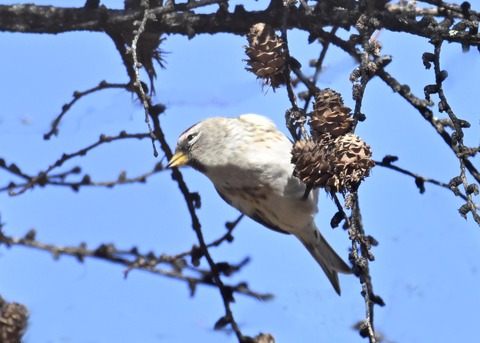 ベニヒワ♀5362