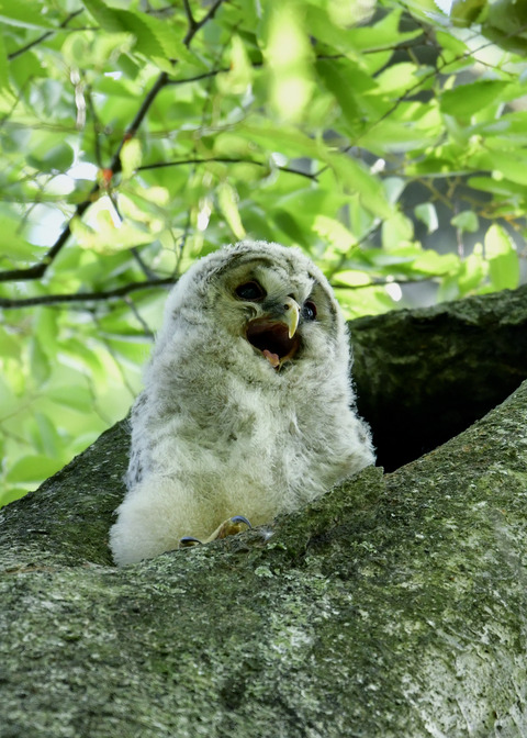 フクロウのヒナ②6413