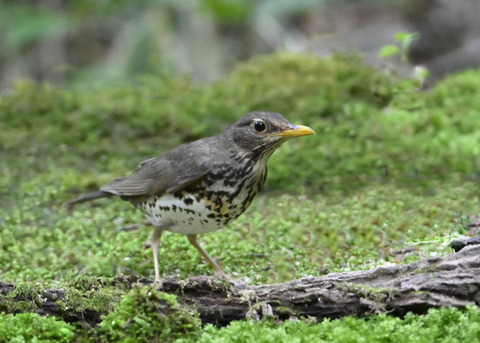 クロツグミ♀1730