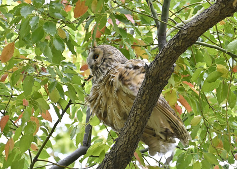 トラフズク♂3896