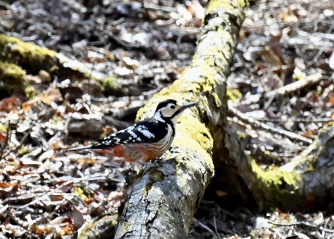 オオアカゲラ♀7539