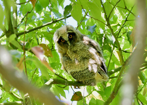 トラフズクのヒナ③9257
