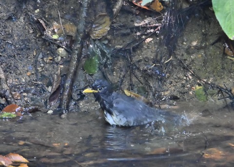 クロツグミ♂1173