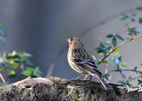 オオマシコ♀9547