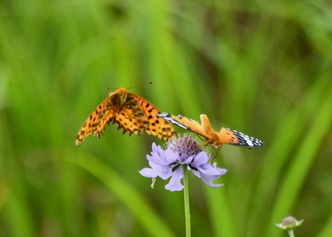 ツマグロヒョウモン2978