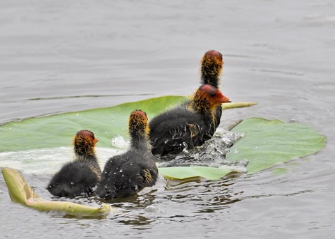 オオバンのヒナ7501