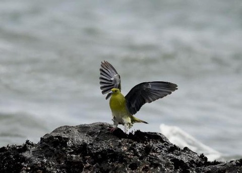 アオバト♀4929