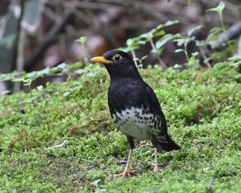 クロツグミ♂5769