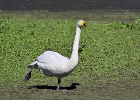 オオハクチョウ2799