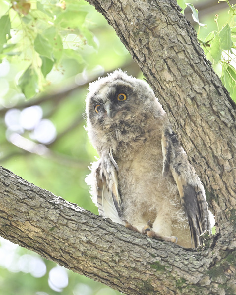 トラフズクの雛3871