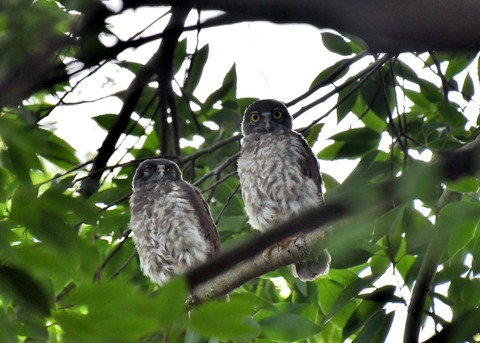 アオバズクのヒナ6577