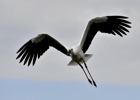 飛ぶ・コウノトリ3081