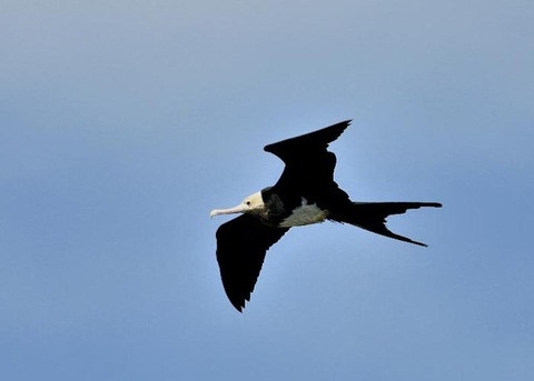 オオグンカンドリ0633