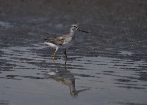 ソリハシシギ5639