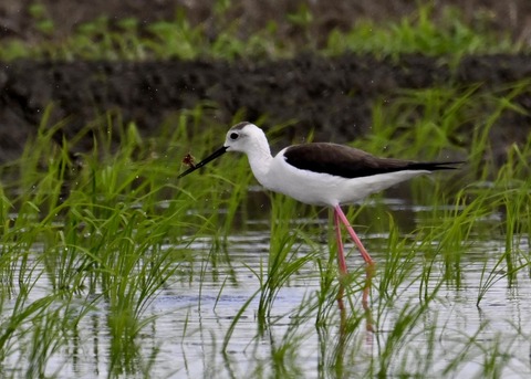 餌捕りセイタカシギ♀0060