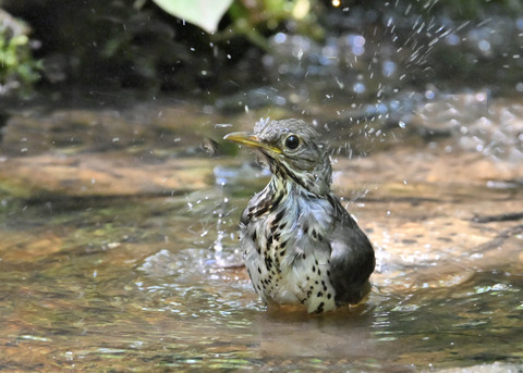クロツグミ♂幼鳥5501