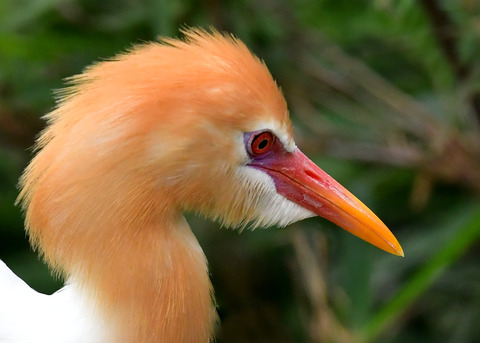 アマサギ7040