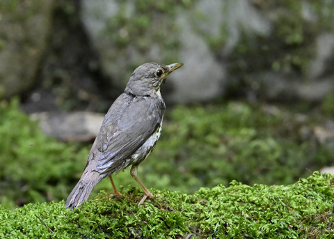 クロツグミ♂幼鳥5488
