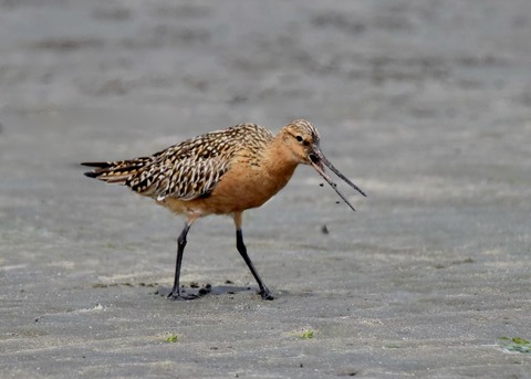 オオソリハシシギ4262