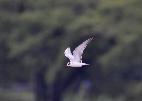 クロハラアジサシ2759