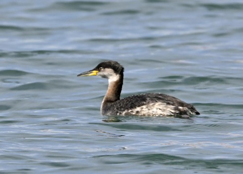 アカエリカイツブリ0651