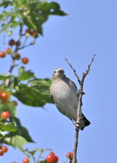 コムクドリ♀5266