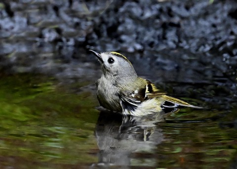 キクイタダキ♀0268