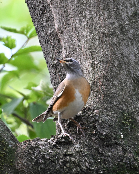 マミチャジナイ9866