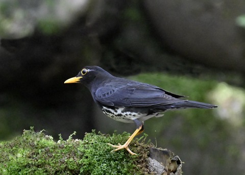 クロツグミ♂5475