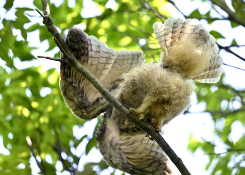 トラフズクのヒナ0686