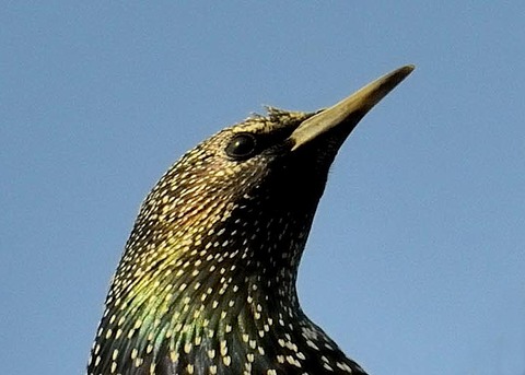 ホシムクドリ2272