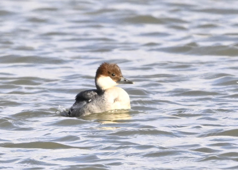 ミコアイサ♀1315