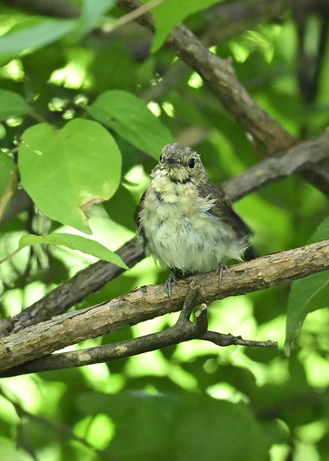 キビタキ幼鳥0712