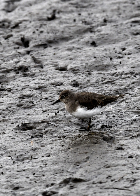 オジロトウネン3659