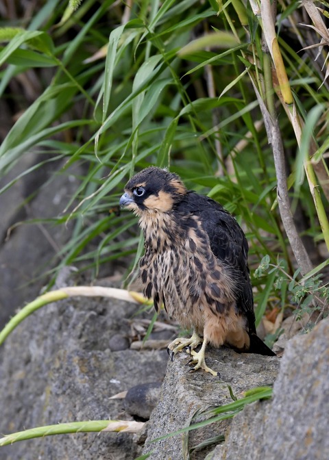 チゴハヤブサのヒナ③4059