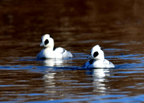 ミコアイサ♂8796