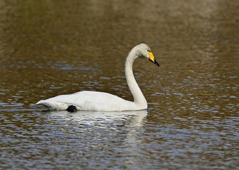 ハクチョウ0902×