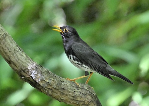 クロツグミ♂3991