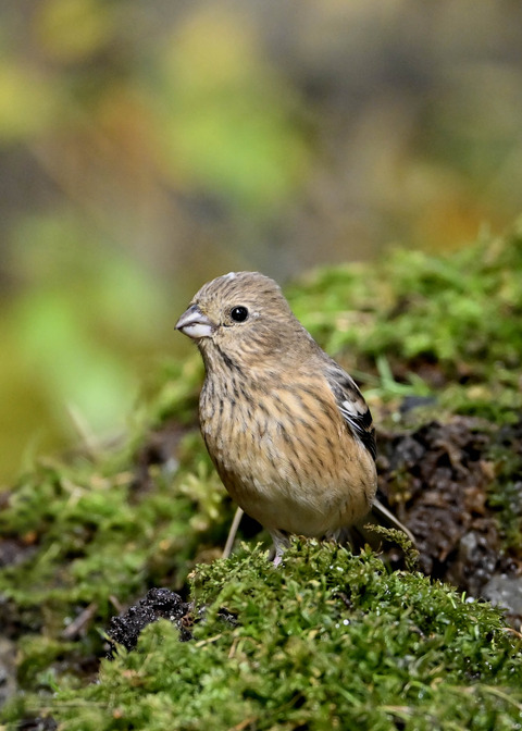 ベニマシコ♀7018