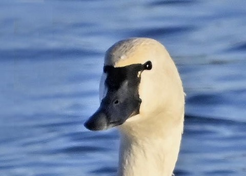 アメリカコハクチョウ8003(9291)