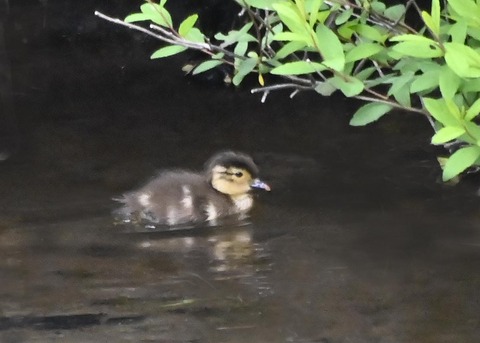 オシドリのヒナ6037