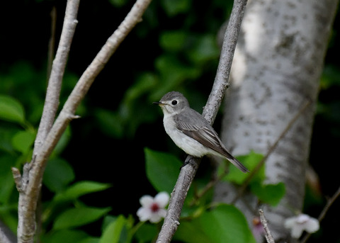 コサメビタキ7358