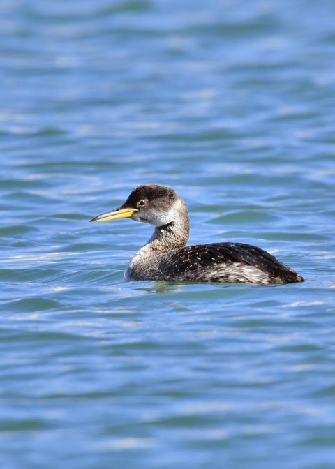 アカエリカイツブリ冬羽3537